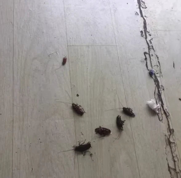 Avis de Très efficace !