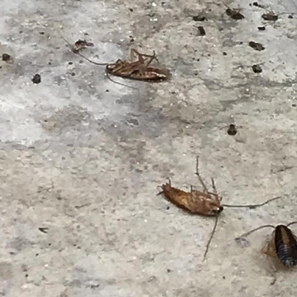 Avis de Trés bon produit !